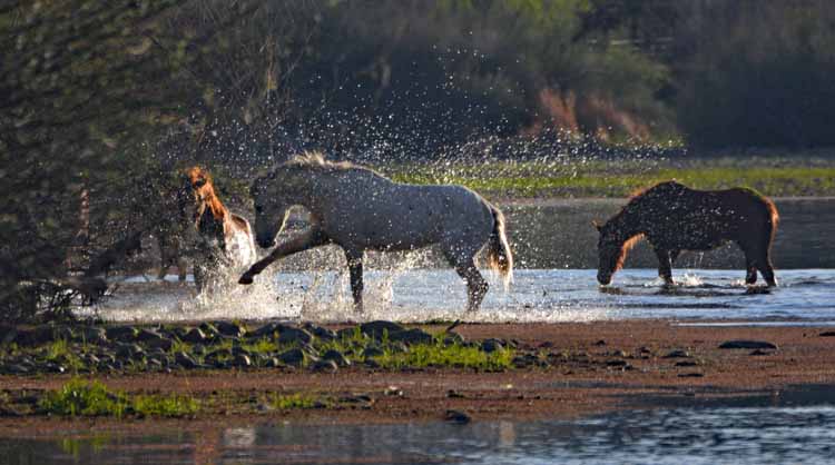 mustangs